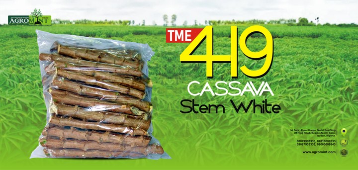 Cassava Stems (TME419)