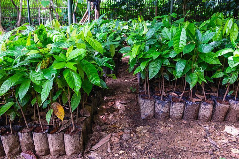 Cocoa Seedlings