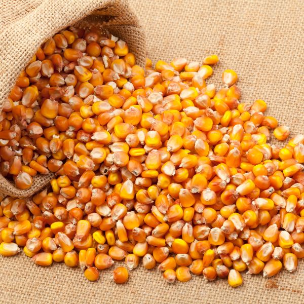 Maize Seeds (Hybrid)