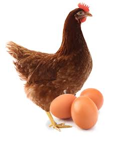 Quality Point-of-Lay Hens