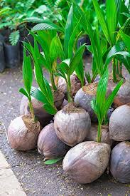 Coconut Seedlings