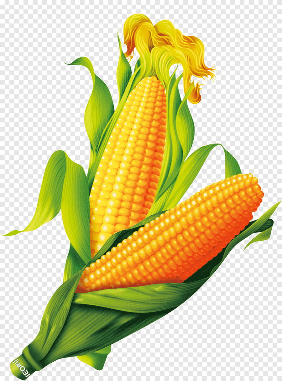 Maize (Corn)