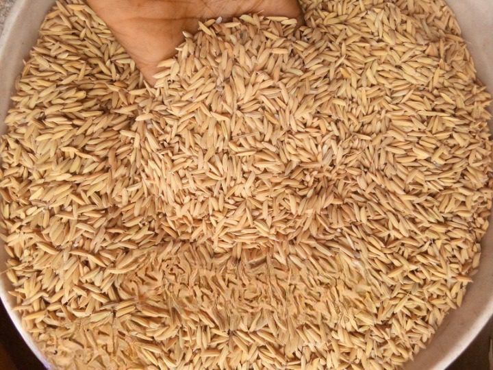 Rice Seeds (FARO 44)
