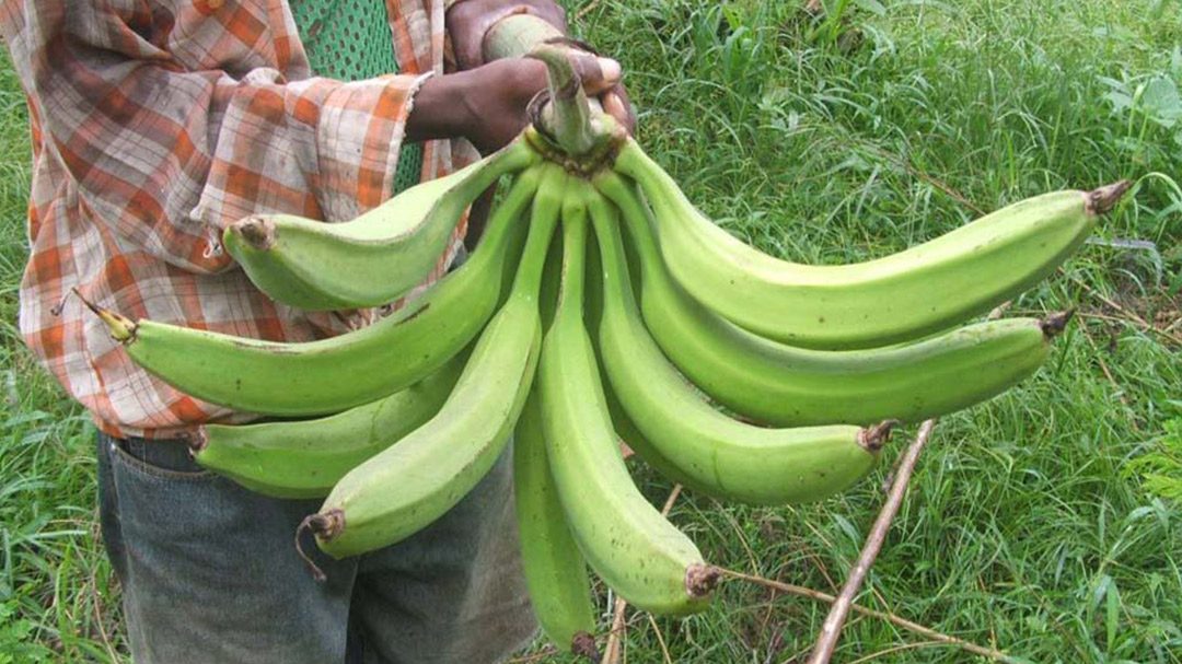 Plantain Suckers